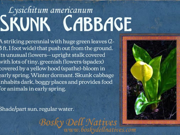Skunk Cabbage : One & Two Gallon